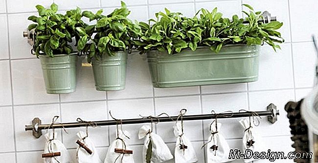 Como manter plantas aromáticas na cozinha?