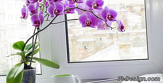 Como manter uma orquídea?