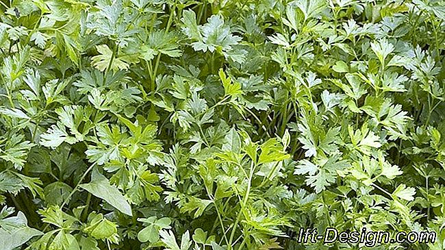 Maak een aromaplant voor een beetje blootstelling aan de zon: aromaplant