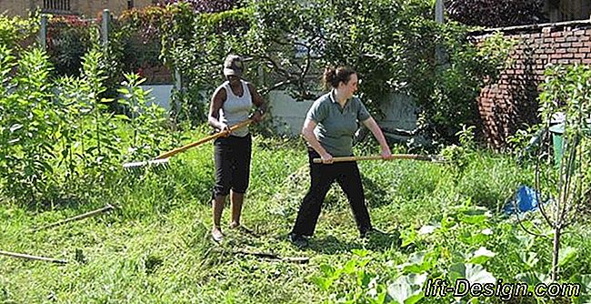 Pasta: saiba tudo sobre capina