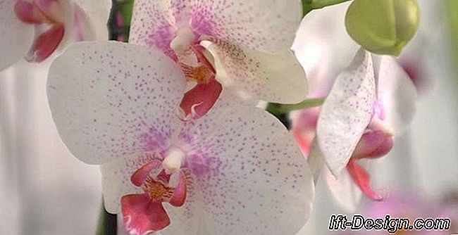 Dossiê: Tudo sobre orquídea