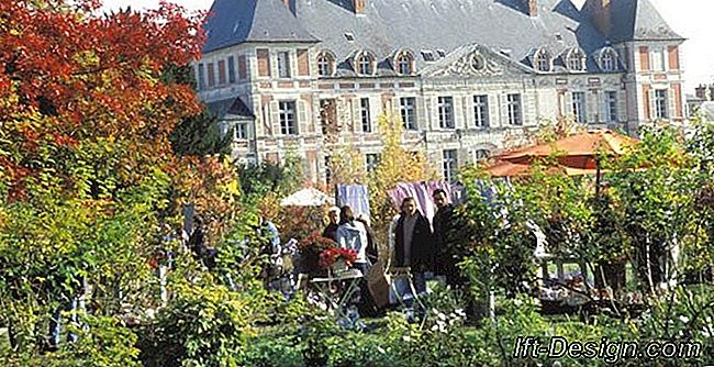 Plantefiskeri ved Domaine de Courson, fra 19 til 21 oktober