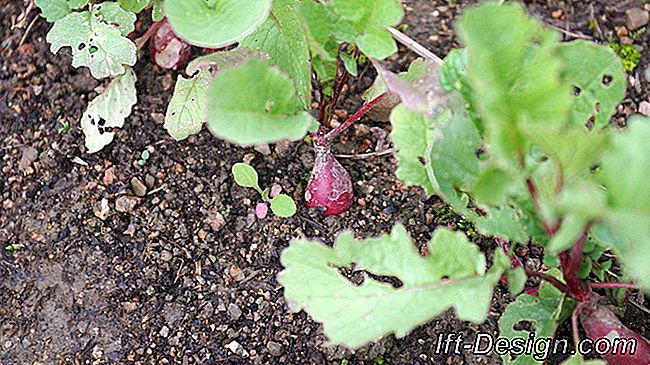 Saya membuat kebun sayur pertama saya: 6 sayuran esensial: yang