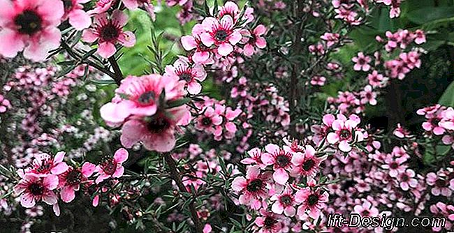 Eu quero flores rosa na minha varanda!