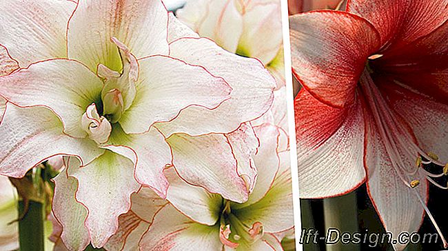 Floarea amaryllis, regina casei în timpul iernii: este
