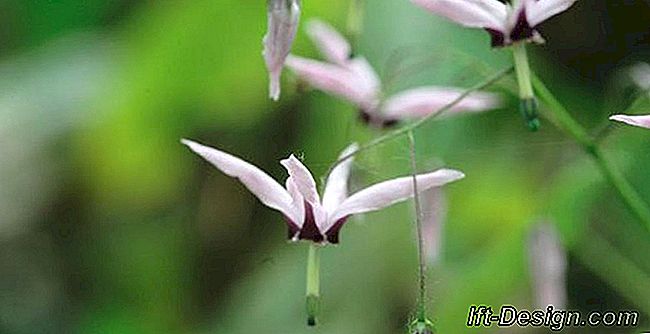 O Epimedium fargesii 'Pink' constelação, uma infinidade de flores