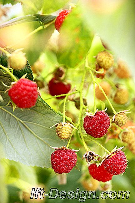 Piros bogyók nyáron: termesztési és karbantartási tippek: gyümölcsök