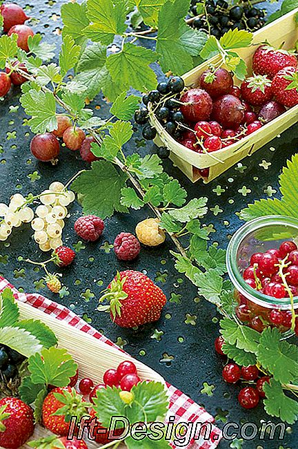 Piros bogyók nyáron: termesztési és karbantartási tippek: hogy