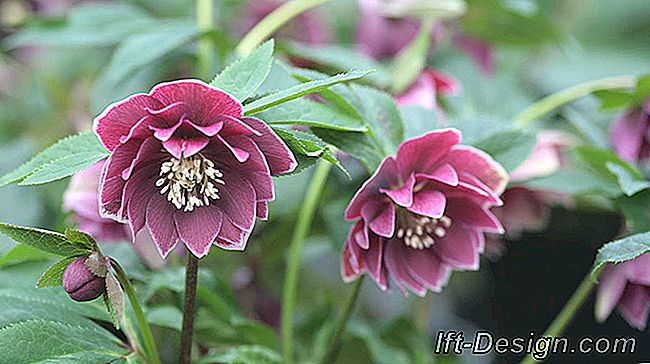 Các hellebore, hoa hồng Giáng sinh đáng ngạc nhiên: hellebore