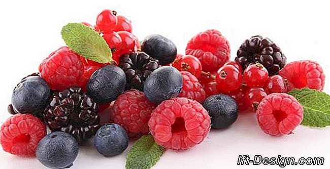 Livro de jardim: Frutas comestíveis selvagens - 40 receitas originais