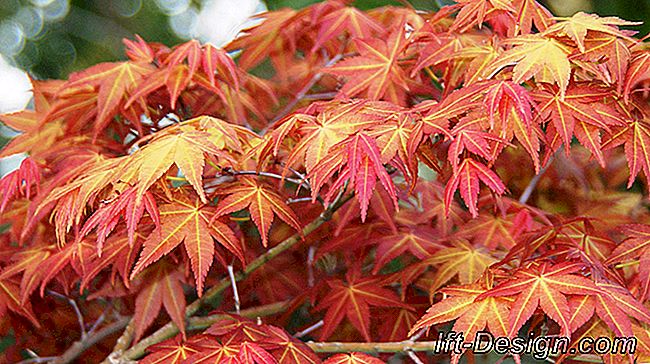 Maple Jepang, sentuhan zen di kebun saya: kebun