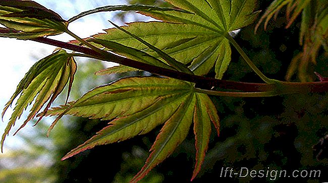 Maple Jepang, sentuhan zen di kebun saya: saya