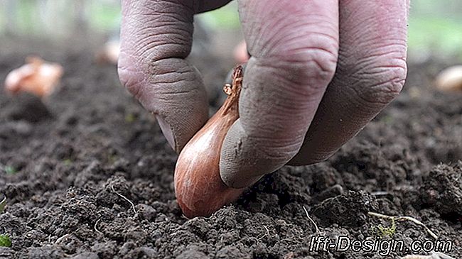 Pas cu pas: sezoane de plante: sunt