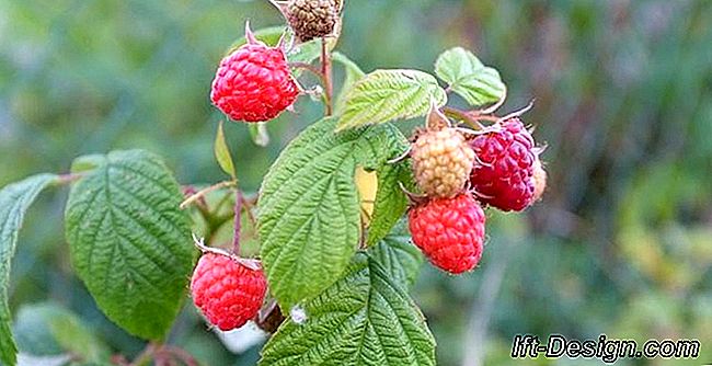 Langkah demi langkah: tanam raspberry