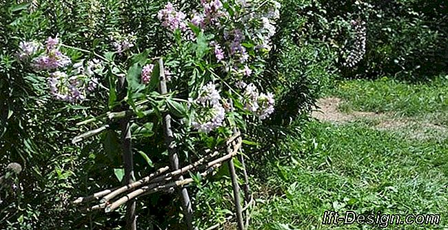 Passo a passo: staking hanging plants