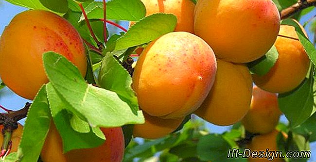 Tudo sobre o plantio de árvores frutíferas