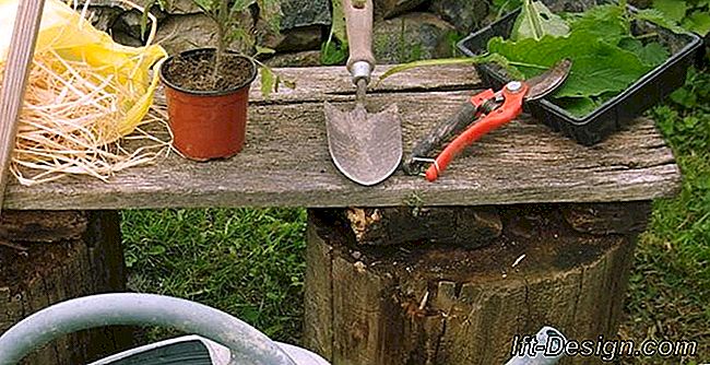Tudo sobre as ferramentas mais úteis no jardim