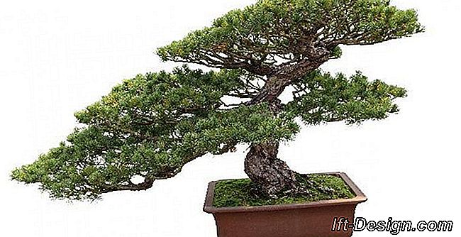 Video: Mențineți un bonsai