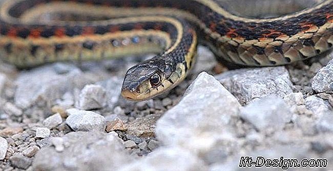 Vídeo: mantenha as cobras longe de seu jardim