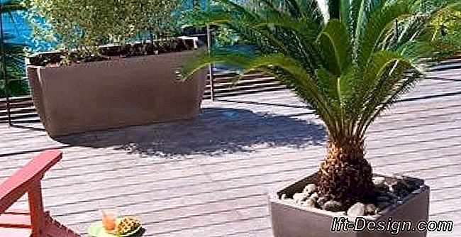 Vídeo: cure uma palmeira anã cujas folhas ficam amarelas