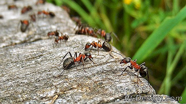 Megszabadulni a hangyáktól: természetes tippek: természetes
