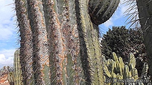 Videó: Columnar Cactus megállítása