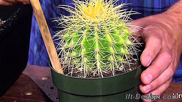 Video: repot a cactus