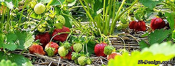 Kalender for sæsonbestemte frugter og grøntsager: oktober måned!