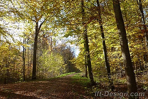 Ich schmücke meinen Baum für weniger als 20 Euro