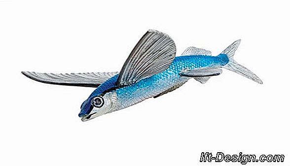 Tuto Kids: Ein fliegender Fisch aus Pappe