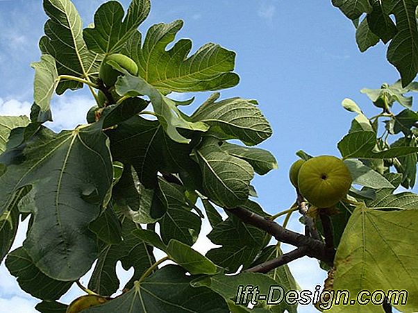 Wie schützt man den Obstgarten im Winter vor Krankheiten?