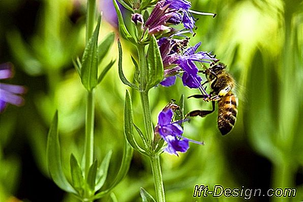 Alles über essbare Blumen