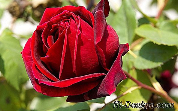 Rosso Rosa Solero® 'Korgeleflo' von Globe Planter