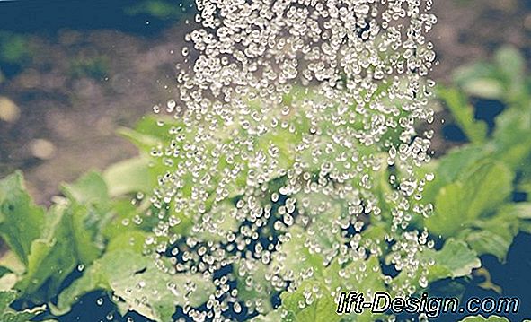 Video: Trauen Sie sich, Sphagnum im Garten zu halten