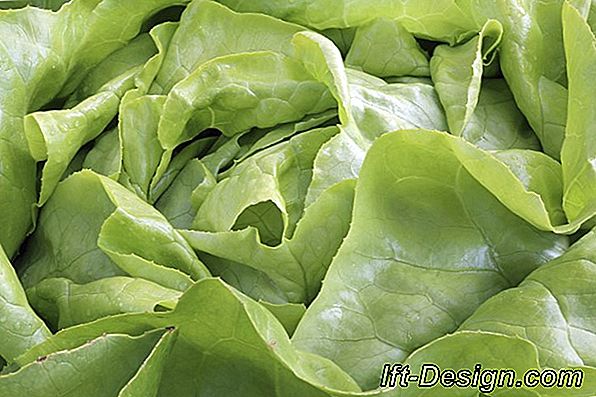 Welche Salate sollen im Garten angebaut werden?