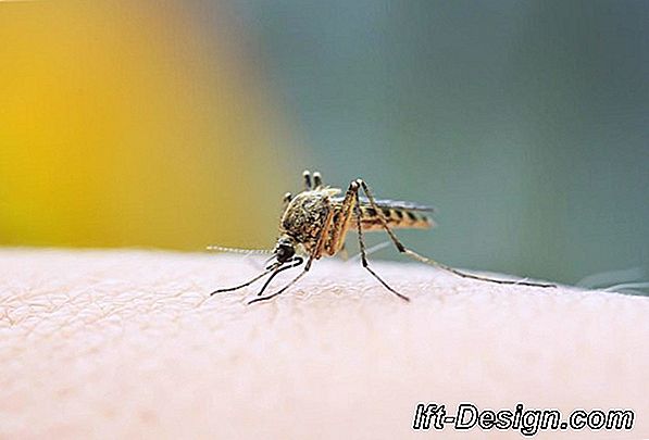 Mücken im Haus abwehren