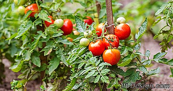 10 Pasos para cultivar plantas de tomate.