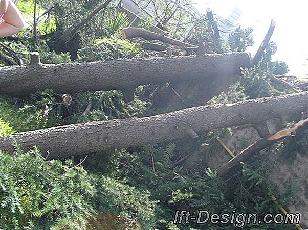 ¿Cómo arreglar un árbol después de una tormenta?