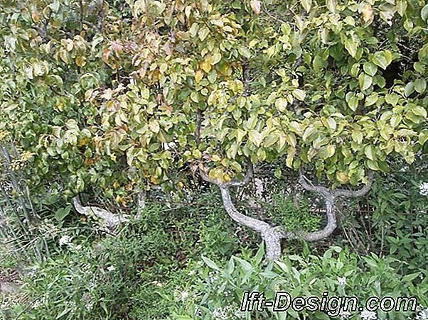 Todo sobre la plantación de árboles frutales.