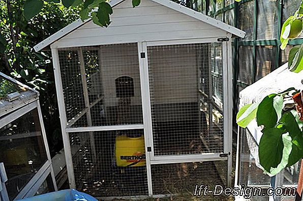 Errores a evitar con un gallinero urbano.