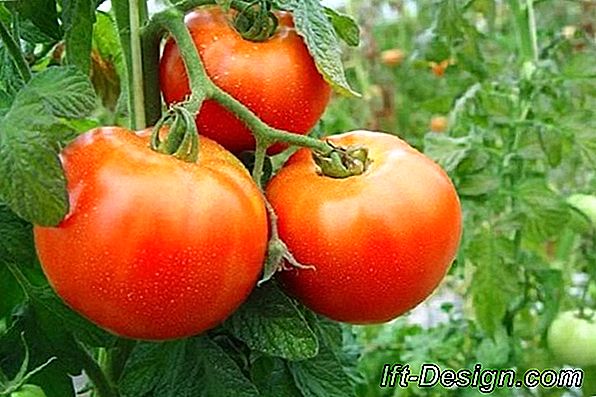 Planta de tomates