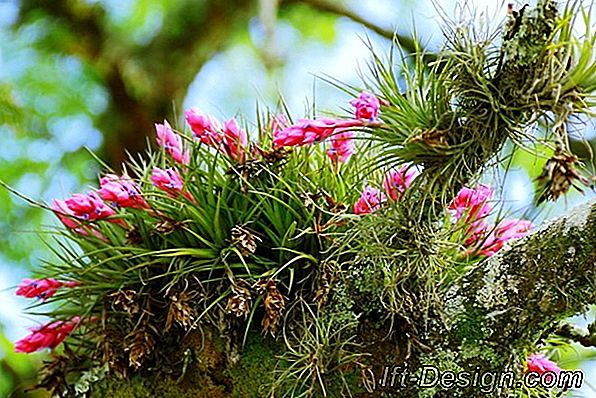 La tillandsia o 