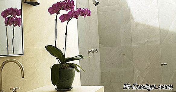 Video: hacer una orquídea florecer de nuevo.