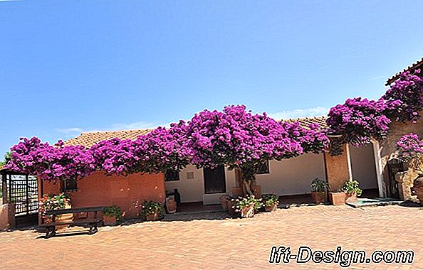 Video: podas de arbustos con flores.