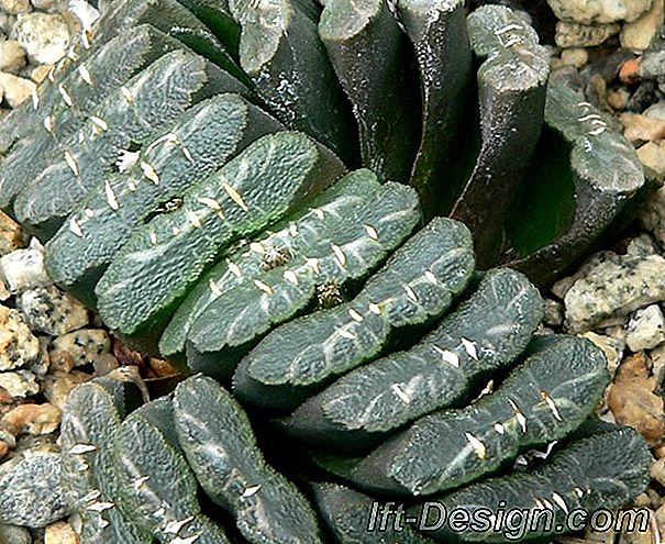 Nuestra selección de plantas para un interior muy natural.