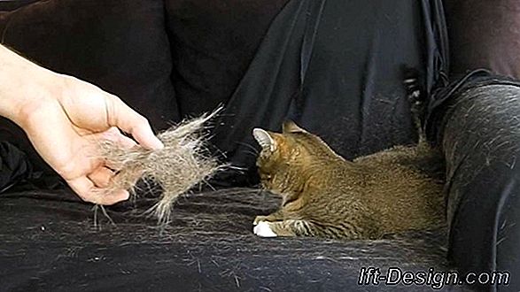 ¿Cómo evitar la invasión del pelo de gato en casa?