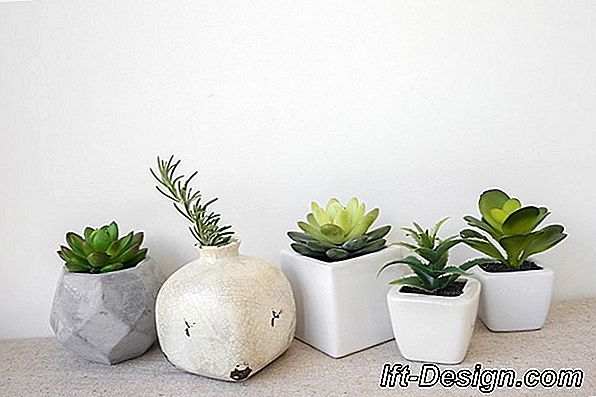 ¿Qué plantas elegir para la decoración de tu habitación?