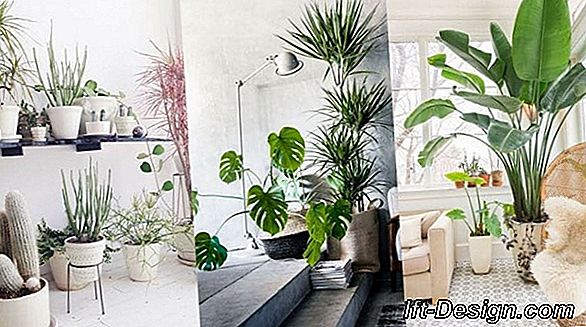 La decoración tropical: una quemadura de sol en tu interior.