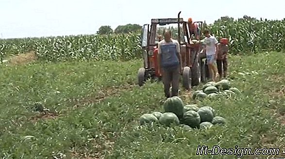 Niska cijena za Očev dan