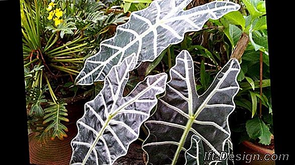 Alocasia, egzotiškumo koncentratas